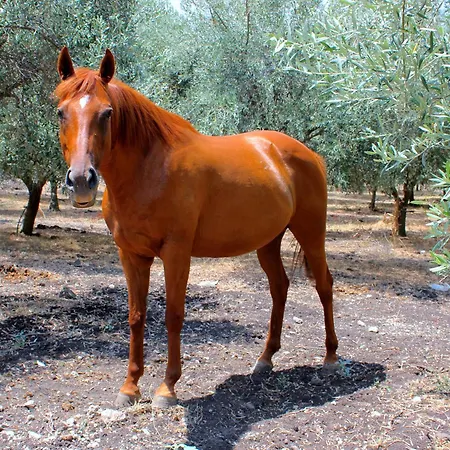 Roccadia Carlentini
